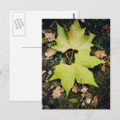 オークの木の緑葉の ポストカード (正面/裏面)