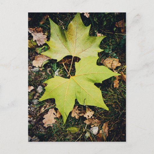 オークの木の緑葉の ポストカード (正面)