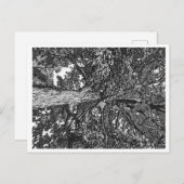 オークの木の葉書 シーズンポストカード (正面/裏面)