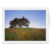 "オークの木白熱" (正面横)