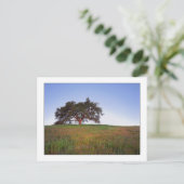 "オークの木白熱" ポストカード (スタンド正面)