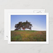 "オークの木白熱" ポストカード (正面/裏面)