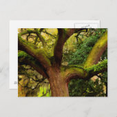 オークの木 ポストカード (正面/裏面)
