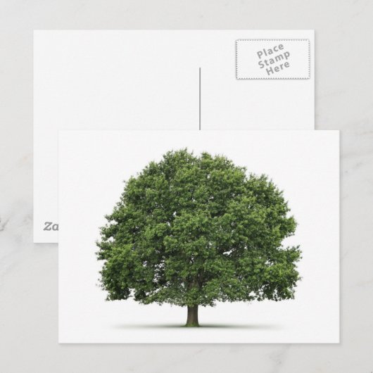 オークの木 ポストカード (正面/裏面)