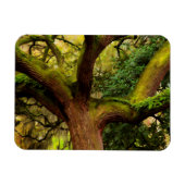 オークの木 マグネット (横)