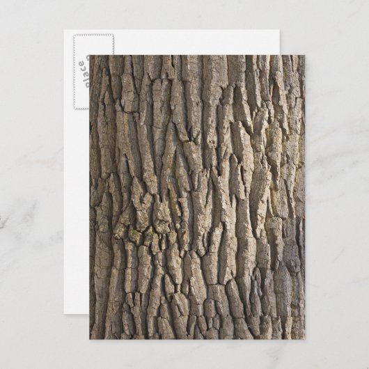 オークの樹皮、アシャフェンバーグ、フランソニア、バイエルン、 ポストカード (正面/裏面)