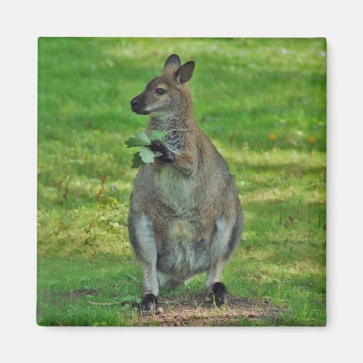 オークの磁石を付葉けたカンガルー マグネット (正面)