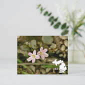 オークウッズメトロパークスプリングビューティーとロゴ ポストカード (スタンド正面)