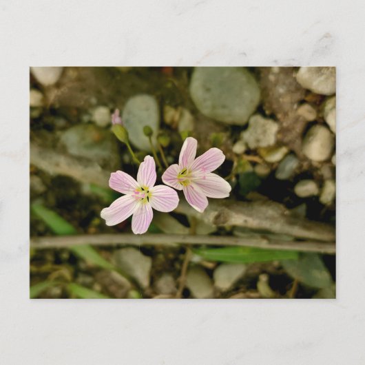 オークウッドメトロパークスプリングビューティー ポストカード (正面)