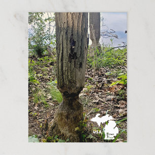 オークウッドメトロパークビーバートレイルとロゴ ポストカード