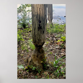 オークウッドメトロパークビーバートレイル ポスター