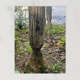 オークウッドメトロパークビーバートレイル ポストカード