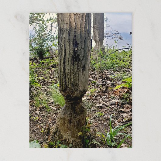 オークウッドメトロパークビーバートレイル ポストカード