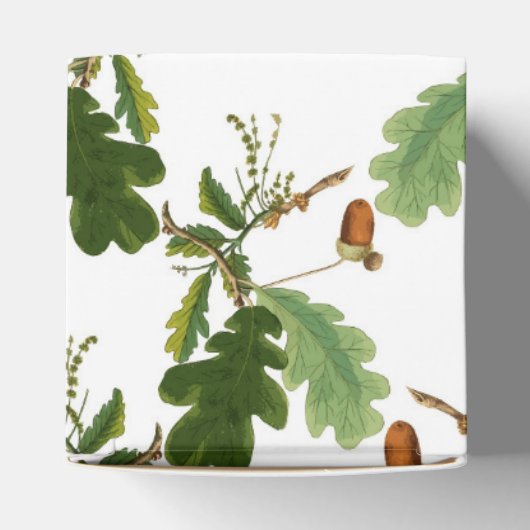 オークエレガントの葉とアコーン フェイバーボックス (上部)