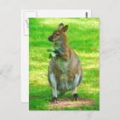 オークス付きカンガルー葉ロハガキ ポストカード (正面/裏面)