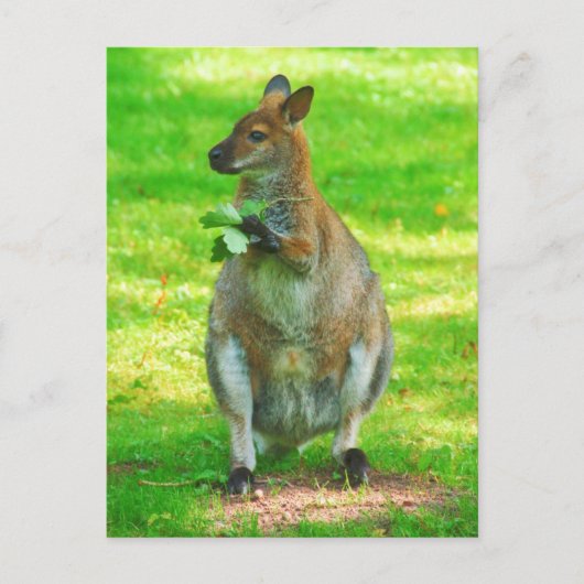 オークス付きカンガルー葉ロハガキ ポストカード (正面)