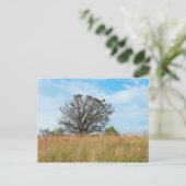 オークツリーと背の高い草草原 ポストカード (スタンド正面)