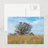 オークツリーと背の高い草草原 ポストカード (正面/裏面)