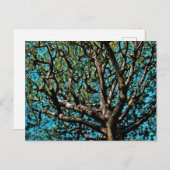 オークツリー ポストカード (正面/裏面)