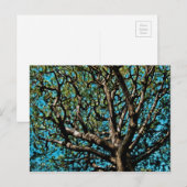 オークツリー ポストカード (正面/裏面)