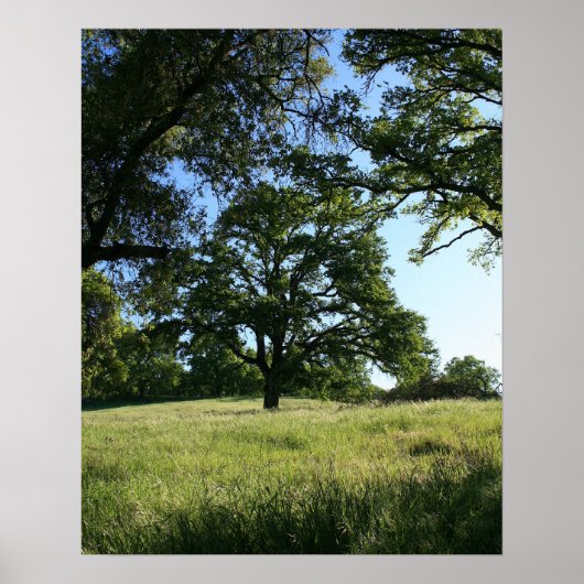 オークツリー、春フィールド、ポートレート ポスター (正面)