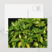 オークバ・ジャポニカ・スポッテド・ローレル ポストカード (正面/裏面)