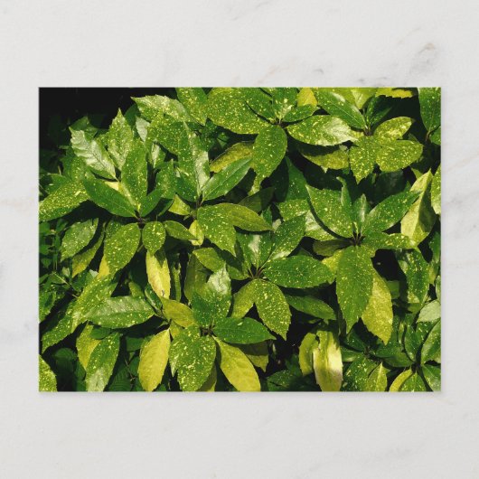 オークバ・ジャポニカ・スポッテド・ローレル ポストカード (正面)