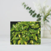 オークバ・ジャポニカ・スポッテド・ローレル ポストカード (スタンド正面)