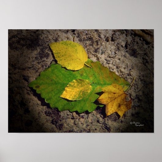 オークメープル葉ズプリント ポスター (正面)