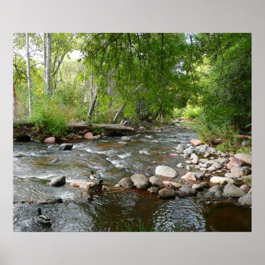 オークリークとマラードダックスの自然写真 ポスター (正面)