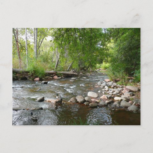 オークリークとマラードダックスの自然写真 ポストカード (正面)