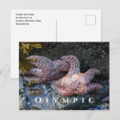 オークレシースターズ、タイドプール、オリンピック国立公園 ポストカード (正面/裏面)