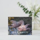 オークレシースターズ、タイドプール、オリンピック国立公園 ポストカード (スタンド正面)