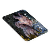 オークレシースター、タイドプール、オリンピック国立公園 マグネット (右側)