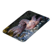 オークレシースター、タイドプール、オリンピック国立公園 マグネット (左側)