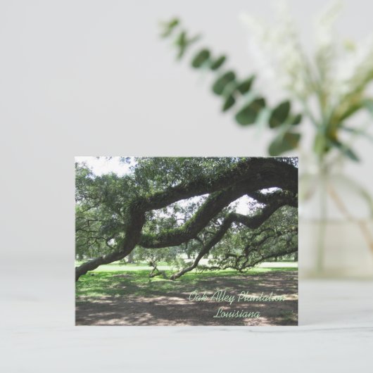 オーク材の路地 – ライブのオーク材の木の枝、オーク材の路地プラ… ポストカード (スタンド正面)