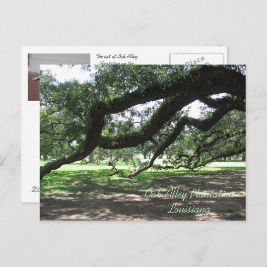 オーク材の路地 – ライブのオーク材の木の枝、オーク材の路地プラ… ポストカード (正面/裏面)