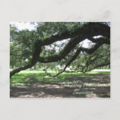 オーク材の路地 – ライブのオーク材の木の枝、オーク材の路地プラ… ポストカード (正面)