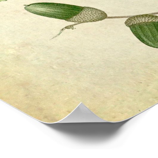 オーク葉ズno.4ファームハウスのウォールアート ポスター (角)