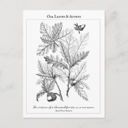 オーク葉材とアクロンズカスタマイズ可能な引用文はがき ポストカード (正面)