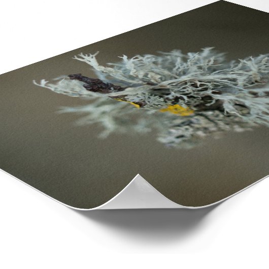 オーコケ地衣類 ポスター (角)