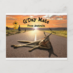 オージーカンガルー葉書 ポストカード
