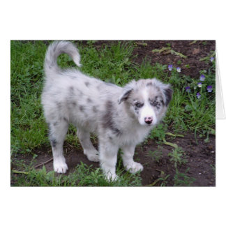 オージー・パピー