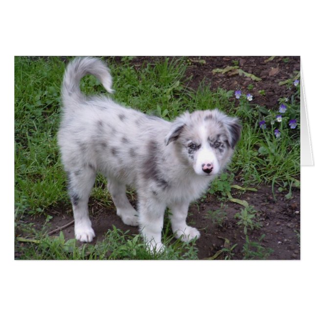 オージー・パピー (正面横)