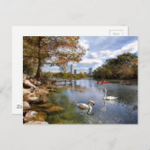 オースティンのテキサス州バートンの入り江/ladybird湖の白鳥 ポストカード (正面/裏面)