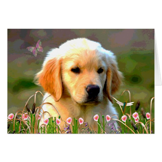 オースティン金ラブラドール (正面横)