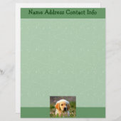 オースティン金ラブラドール レターヘッド (正面/裏面)