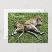 オーストラリアかわいいワラビーはがき ポストカード (正面/裏面)