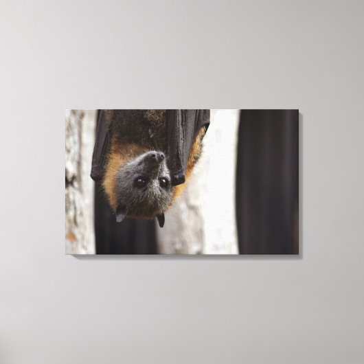 オーストラリアこうもり キャンバスプリント (正面)