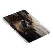 オーストラリアこうもり マグネット (右側)